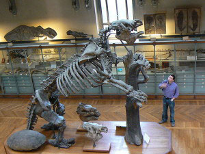 A fossil of the Megatherium Americanum on display.