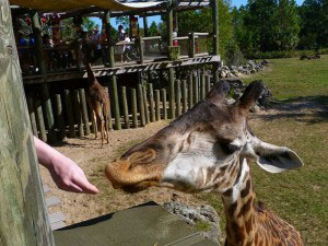 A giraffe at the Florida zoo eats from a visitor's hand.