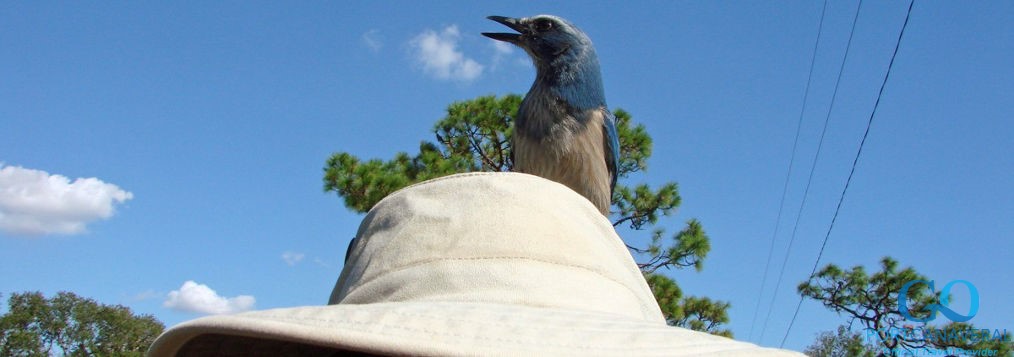 Florida bird on mans hat
