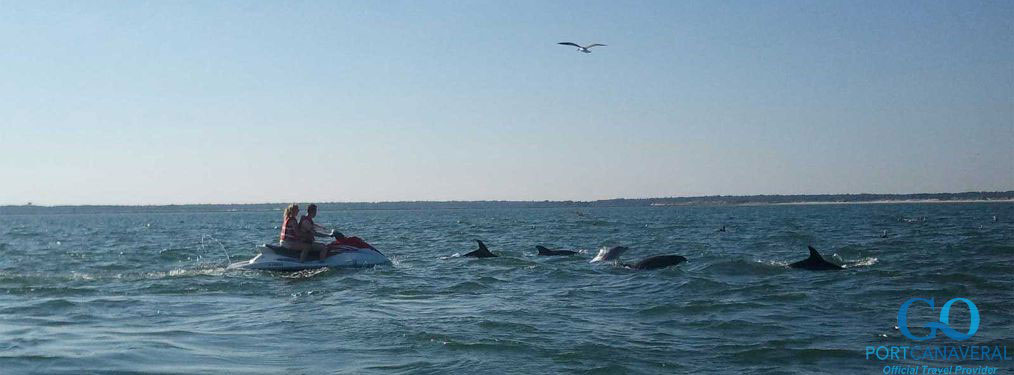 jet-skiing with dolphins nearby