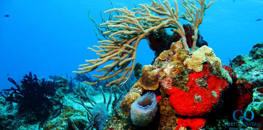 Colorful coral reef off of Cozumel Mexico