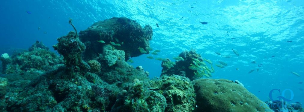 A Cozumel reef