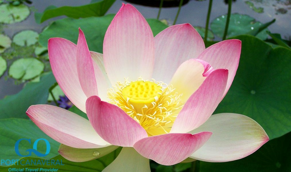 Sacred lotus for relaxation