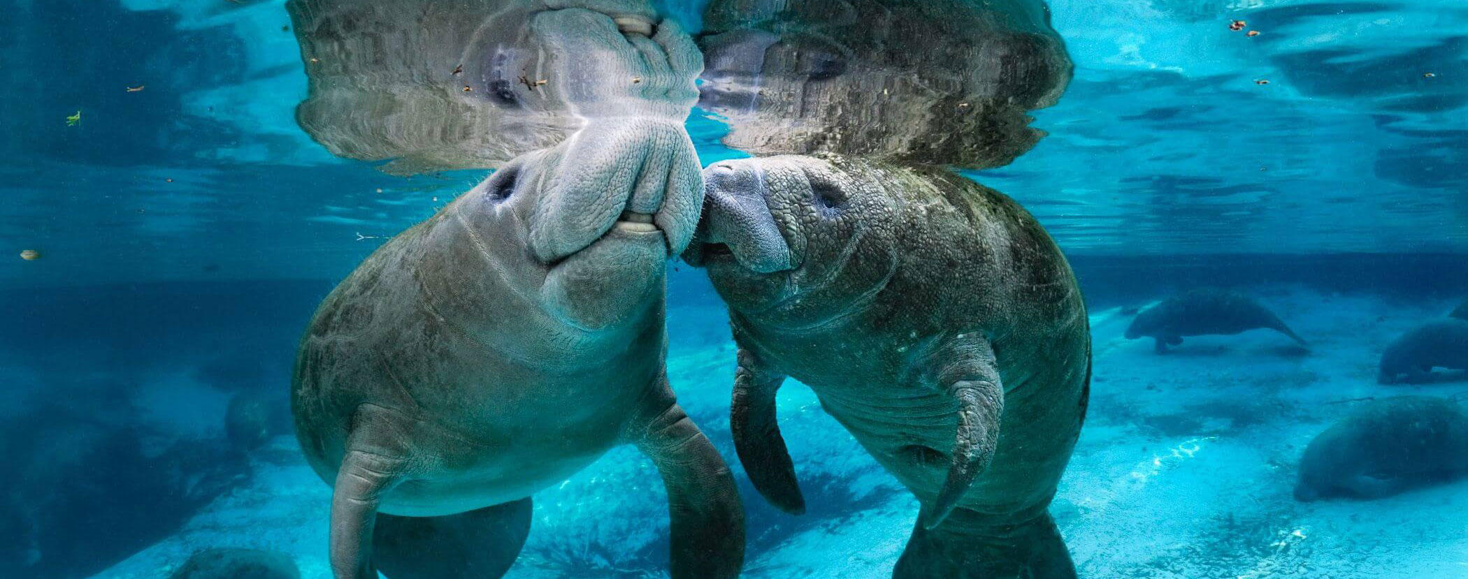 Manatees in Port Canaveral