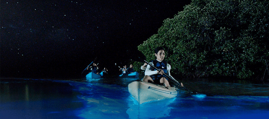 kayakers on a river at night with bioluminescence lighting up the water
